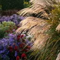 Designing with Ornamental Grasses, How to choose Miscanthus, How to landscape with Ornamental Grasses, How to landscape with Japanese Silver Grasses, How to choose Ornamental Grasses, How to choose Japanese Silver Grasses,