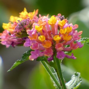 Lantana camara, Bigleaf Lantana, Yellow Sage, Jamaica Mountain Sage, shrub Verbena, Mediterranean plants, Mediterranean shrubs, Yellow flowers, Bicolor flowers