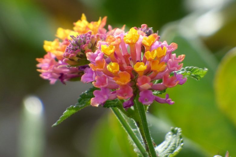 Lantana camara, Bigleaf Lantana, Yellow Sage, Jamaica Mountain Sage, shrub Verbena, Mediterranean plants, Mediterranean shrubs, Yellow flowers, Bicolor flowers