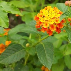 Lantana urticoides, Texas Lantana, Calico Bush, West Indian Shrubverbena, Lantana hispida, Lantana horrida, Lantana notha, Lantana scorta,  Yellow flowers, Bicolor flowers