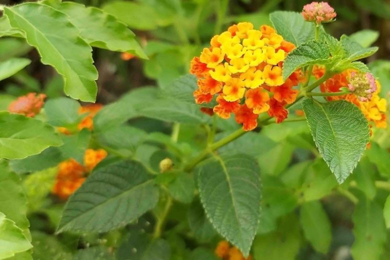 Lantana urticoides, Texas Lantana, Calico Bush, West Indian Shrubverbena, Lantana hispida, Lantana horrida, Lantana notha, Lantana scorta,  Yellow flowers, Bicolor flowers