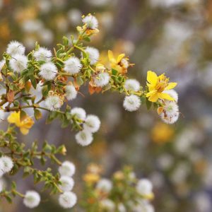 Larrea tridentata,  Creosote Bush, Greasewood, Hediondilla, Governadora, Guamis, Yellow Flowers, Evergreen Shrubs
