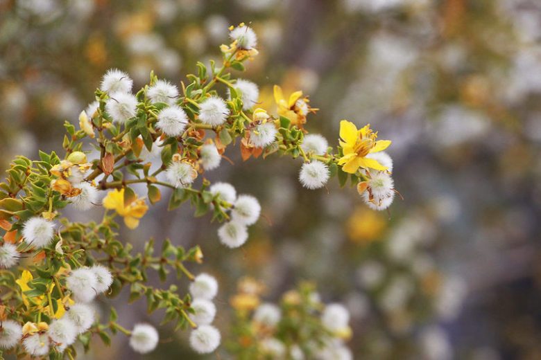Larrea tridentata,  Creosote Bush, Greasewood, Hediondilla, Governadora, Guamis, Yellow Flowers, Evergreen Shrubs