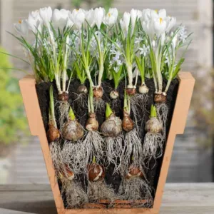 lasagna planting, layered planting, spring Bulbs, lasagne planting, planting bulbs, container planting