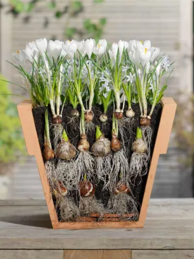 lasagna planting, layered planting, spring Bulbs, lasagne planting, planting bulbs, container planting