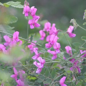 Lathyrus vestitus, Pacific Pea, Wild Sweet Pea, Canyon Pea, Fragrant Flowers, Pink Flowers, Purple Flowers, Perennial flowers, Cut flowers, deer resistant flowers