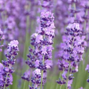 Lavandula Angustifolia 'Betty's Blue' , English Lavender 'Betty's Blue', Lavender 'Betty's Blue', Lavandula 'Betty's Blue', Lavender plants, Lavender flowers, Lavender plant, Purple flowers, Drought tolerant plants, Deer resistant plants, Summer blooms, f