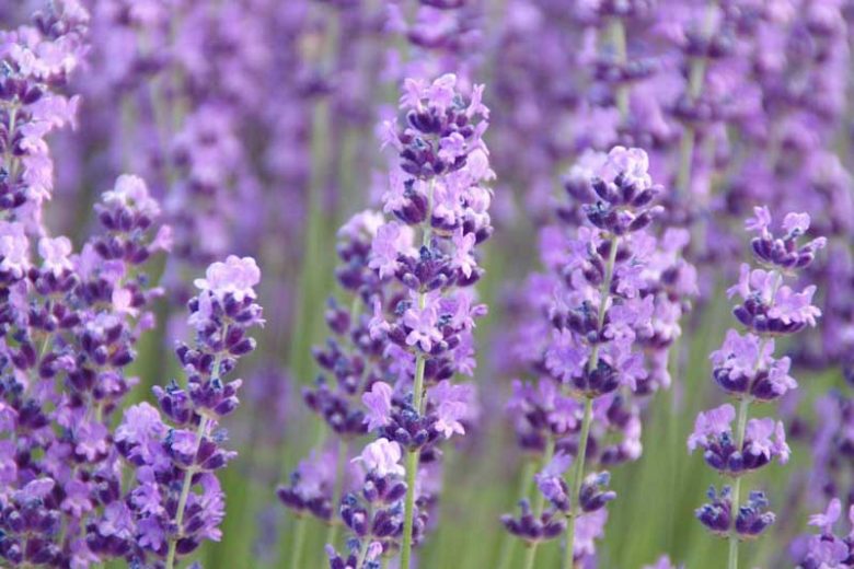 Lavandula Angustifolia 'Betty's Blue' , English Lavender 'Betty's Blue', Lavender 'Betty's Blue', Lavandula 'Betty's Blue', Lavender plants, Lavender flowers, Lavender plant, Purple flowers, Drought tolerant plants, Deer resistant plants, Summer blooms, f
