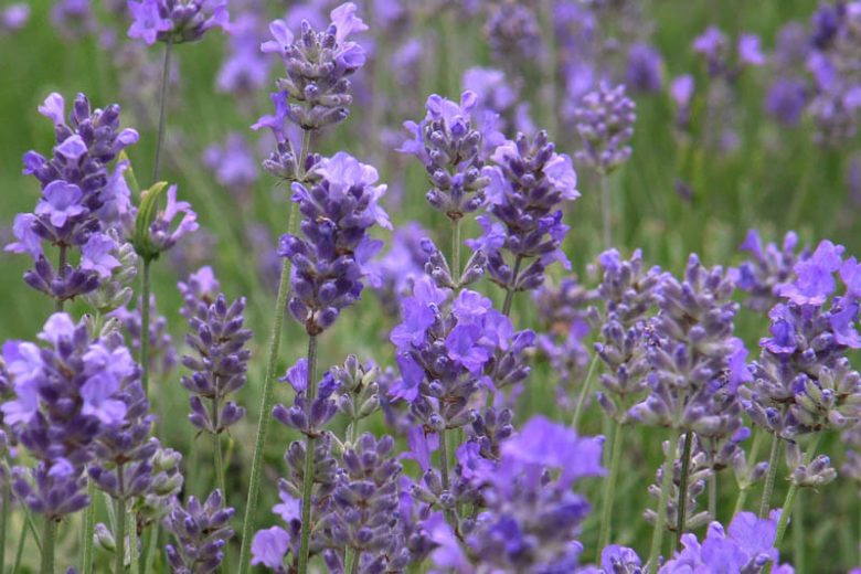 Lavandula Angustifolia 'Hidcote' , Lavender hidcote, English Lavender 'Hidcote', Lavender 'Hidcote', Lavandula 'Hidcote', Lavandula Spica 'Hidcote Purple', Lavandula 'Hidcote Blue', Purple flowers, Drought tolerant plant, Summer blooms, fragrant plants,