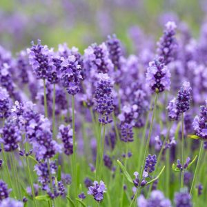 Lavender Lavenite Petite, lavandula angustifolia Lavenite Petite, English Lavender 'Lavenite Petite', Lavandula 'Lavenite Petite', Purple flowers, Drought tolerant plant, Deer resistant plants, fragrant flowers