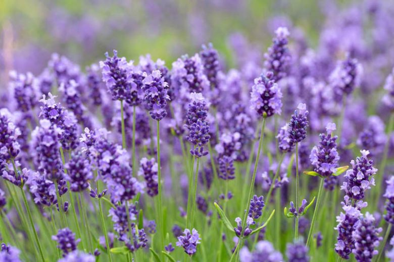 Lavender Lavenite Petite, lavandula angustifolia Lavenite Petite, English Lavender 'Lavenite Petite', Lavandula 'Lavenite Petite', Purple flowers, Drought tolerant plant, Deer resistant plants, fragrant flowers