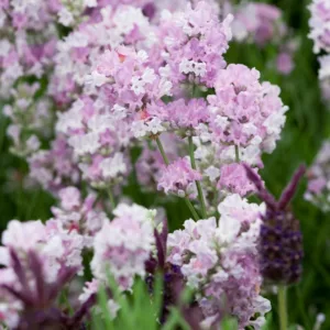 Lavandula Angustifolia 'Little Lottie', English Lavender 'Little Lottie', Lavender 'Little Lottie', Lavandula 'Little Lottie', Lavender plants, Lavender flowers, Lavender plant, Pink lavenders, Drought tolerant plants, Deer resistant plants, fragrant flow