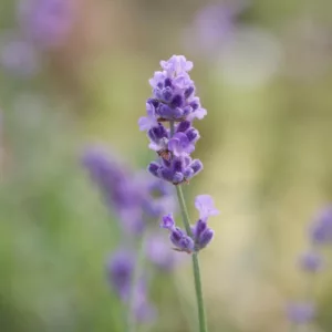 Lavender Melissa Lilac, lavandula angustifolia Melissa Lilac, English Lavender 'Melissa Lilac', Lavandula 'Melissa Lilac', Purple flowers, Drought tolerant plants, Deer resistant plants, fragrant flowers
