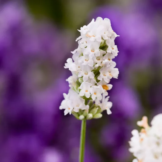 Lavender Nana Alba, English Lavender 'Nana Alba', Lavender 'Nana Alba', Lavandula 'Nana Alba', Lavandula Angustifolia 'Dwarf White', Lavandula Angustifolia 'Baby White', Lavandula Spica 'Nana Alba', White Lavender, Drought tolerant plants, Deert tolerant