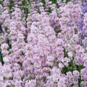 Lavender Rosea, English Lavender 'Rosea', Lavender 'Rosea', Lavandula 'Rosea', Pink Lavender, Lavender Jean Davis, lavandula angustifolia Jean Davis, Drought tolerant plants, Deer resistant plants, fragrant flowers