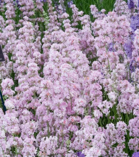 Lavender Rosea, English Lavender 'Rosea', Lavender 'Rosea', Lavandula 'Rosea', Pink Lavender, Lavender Jean Davis, lavandula angustifolia Jean Davis, Drought tolerant plants, Deer resistant plants, fragrant flowers