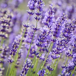 Lavandula Angustifolia 'Royal Purple' , English Lavender 'Royal Purple', Lavender 'Royal Purple', Lavandula 'Royal Purple', Lavender plants, Lavender flowers, Lavender plant, Purple flowers, Drought tolerant plants, Deer resistant plants, fragrant flowers