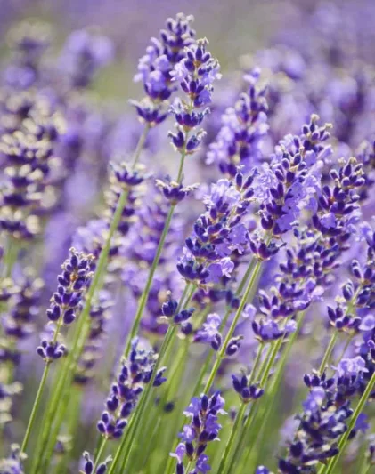 Lavandula Angustifolia 'Royal Purple' , English Lavender 'Royal Purple', Lavender 'Royal Purple', Lavandula 'Royal Purple', Lavender plants, Lavender flowers, Lavender plant, Purple flowers, Drought tolerant plants, Deer resistant plants, fragrant flowers