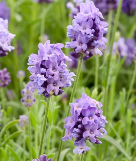 Lavender Thumbelina Leigh, lavandula angustifolia Thumbelina Leigh, Purple flowers, Drought tolerant plant, Summer blooms, fragrant plants