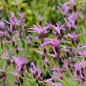 Lavandula Pedunculata subsp. Pedunculata ,French Lavender, Butterfly Lavender, Lavandula stoechas subsp. pedunculata, Lavandula Stoechas 'Butterfly', Lavandula Stoechas 'Papillon', Lavandula 'Butterfly'