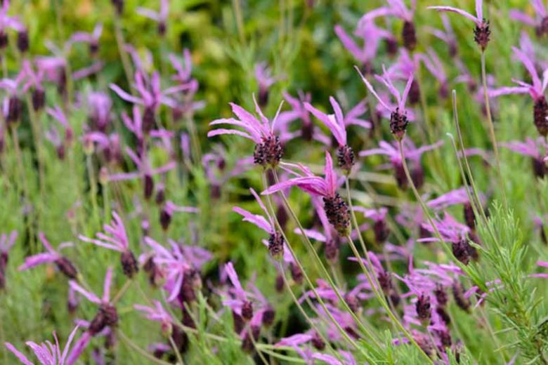Lavandula Pedunculata subsp. Pedunculata ,French Lavender, Butterfly Lavender, Lavandula stoechas subsp. pedunculata, Lavandula Stoechas 'Butterfly', Lavandula Stoechas 'Papillon', Lavandula 'Butterfly'