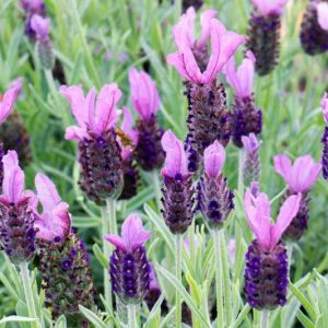 Lavandula Stoechas 'Anouk' , French Lavender 'Anouk', Spanish Lavender 'Anouk', Butterfly Lavender' Anouk',Purple Lavenders, Drought tolerant plant, Summer blooms, Deer resistant plants, fragrant flowers