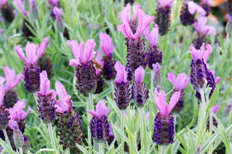 Lavandula Stoechas 'Anouk' , French Lavender 'Anouk', Spanish Lavender 'Anouk', Butterfly Lavender' Anouk',Purple Lavenders, Drought tolerant plant, Summer blooms, Deer resistant plants, fragrant flowers