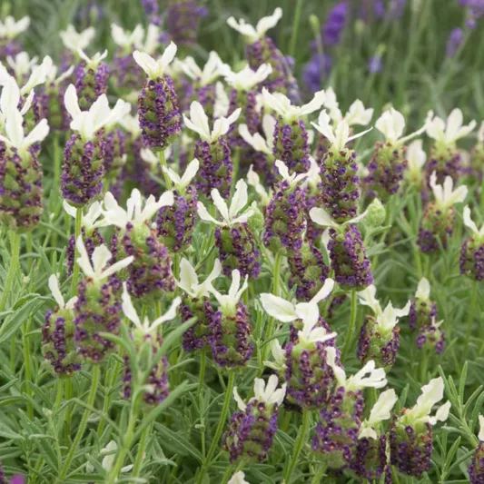 Lavandula Stoechas 'Pretty Polly', French Lavender 'Pretty Polly', Spanish Lavender 'Pretty Polly', Butterfly Lavender' Pretty Polly',White Lavenders, Drought tolerant plant, Summer blooms, Deer resistant plants