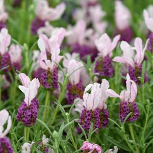 Lavandula Stoechas With Love™, French Lavender With Love™, Spanish Lavender With Love™, Butterfly Lavender With Love™, Pink Lavenders, Drought tolerant plant, Summer blooms, Deer resistant plants