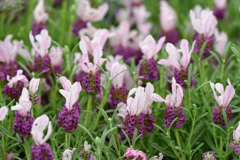 Lavandula Stoechas With Love™, French Lavender With Love™, Spanish Lavender With Love™, Butterfly Lavender With Love™, Pink Lavenders, Drought tolerant plant, Summer blooms, Deer resistant plants