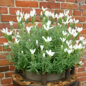 Lavandula Stoechas 'Anouk White' , French Lavender 'Anouk White', Spanish Lavender 'Anouk White', Butterfly Lavender' Anouk White',White Lavenders, Drought tolerant plant, Summer blooms, Deer resistant plants, fragrant flowers