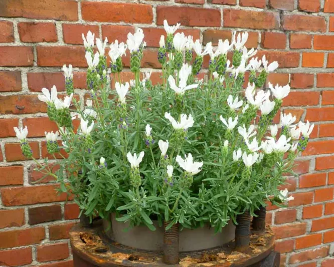 Lavandula Stoechas 'Anouk White' , French Lavender 'Anouk White', Spanish Lavender 'Anouk White', Butterfly Lavender' Anouk White',White Lavenders, Drought tolerant plant, Summer blooms, Deer resistant plants, fragrant flowers
