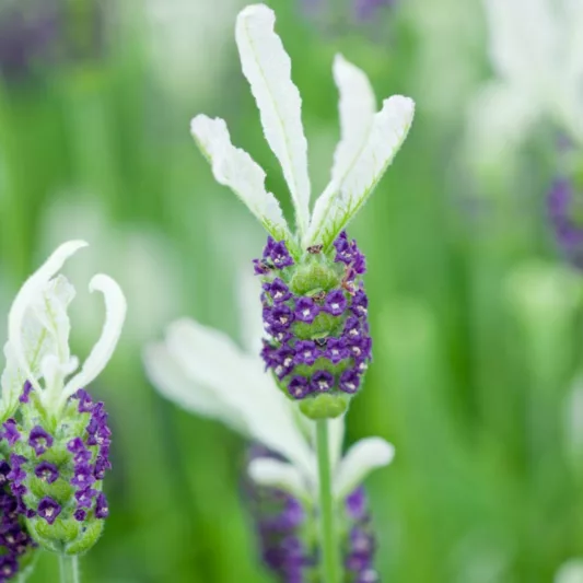 Lavandula Stoechas 'Ballerina', French Lavender 'Ballerina', Spanish Lavender 'Ballerina', Butterfly Lavender' Ballerina',White Lavenders, Drought tolerant plant, Summer blooms, Deer resistant plants