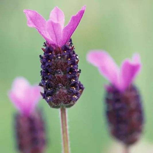 Lavandula Stoechas 'Fathead' , French Lavender 'Fathead', Spanish Lavender 'Fathead', Butterfly Lavender' Fathead',Purple Lavenders, Drought tolerant plant, Summer blooms, Deer resistant plants, fragrant flowers
