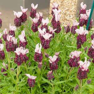 Lavandula Stoechas 'Kew Red', French Lavender 'Kew Red', Spanish Lavender 'Kew Red', Butterfly Lavender 'Kew Red', Red Lavenders, Pink Lavenders, Drought tolerant plant, Summer blooms, Deer resistant plants