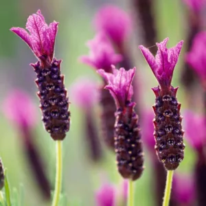 Lavandula Stoechas 'Regal Splendour', French Lavender 'Regal Splendour', Spanish Lavender 'Regal Splendour', Butterfly Lavender 'Regal Splendour', Purple Lavenders, Drought tolerant plant, Summer blooms, Deer resistant plants