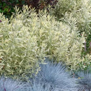 Lavandula x allardii 'Meerlo', Variegated Lavender, Variegated Allard's Lavender, Purple flowers, Drought tolerant plant, Summer blooms, Deer resistant plants, fragrant flowers