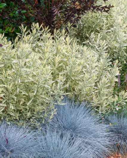 Lavandula x allardii 'Meerlo', Variegated Lavender, Variegated Allard's Lavender, Purple flowers, Drought tolerant plant, Summer blooms, Deer resistant plants, fragrant flowers