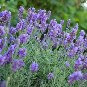 Lavandula x Intermedia Phenomenal, Lavender 'Phenomenal', Lavandin 'Phenomenal', Lavandula x intermedia 'Niko', Lavender 'Niko', Lavandin 'Niko', Purple flowers, Drought tolerant plant, Summer blooms, Deer resistant plants, fragrant flowers