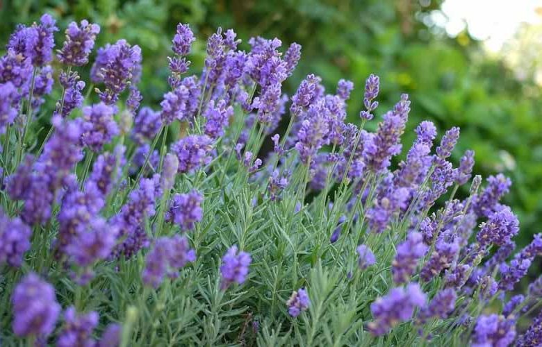 Lavandula x Intermedia Phenomenal, Lavender 'Phenomenal', Lavandin 'Phenomenal', Lavandula x intermedia 'Niko', Lavender 'Niko', Lavandin 'Niko', Purple flowers, Drought tolerant plant, Summer blooms, Deer resistant plants, fragrant flowers