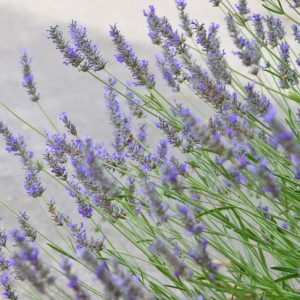Lavandula x Intermedia Grosso, Lavender 'Grosso', Lavandin 'Grosso', Fat Spike Lavender 'Grosso' , Purple flowers, Drought tolerant plant, Summer blooms, Deer resistant plants, fragrant flowers