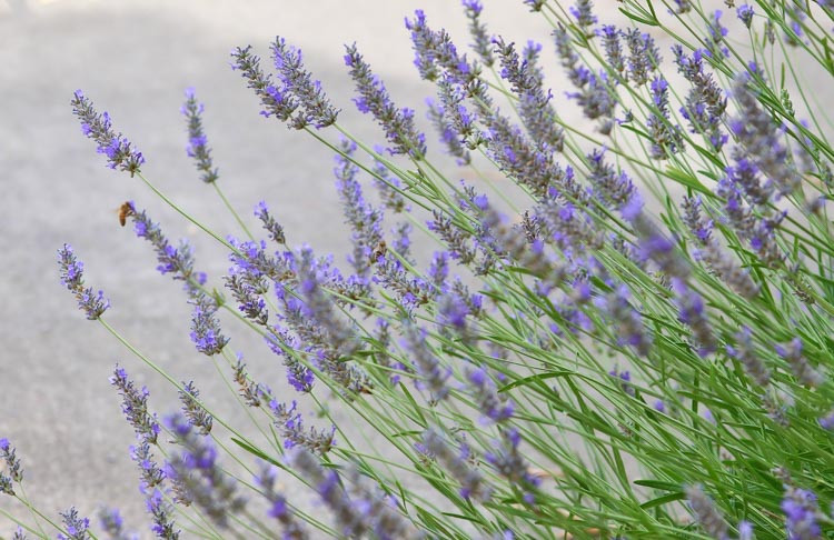Lavandula x Intermedia Grosso, Lavender 'Grosso', Lavandin 'Grosso', Fat Spike Lavender 'Grosso' , Purple flowers, Drought tolerant plant, Summer blooms, Deer resistant plants, fragrant flowers