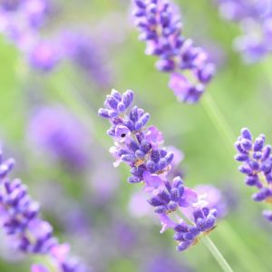 Lavandula x Intermedia Seal, Lavender 'Seal', Lavandin 'Seal', Fat Spike Lavender 'Seal', Purple flowers, Drought tolerant plant, Summer blooms, Deer resistant plants, fragrant flowers