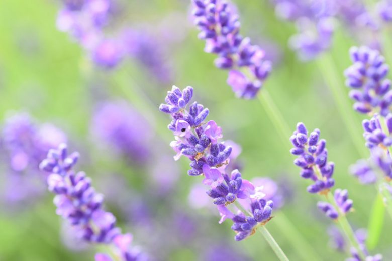 Lavandula x Intermedia Seal, Lavender 'Seal', Lavandin 'Seal', Fat Spike Lavender 'Seal', Purple flowers, Drought tolerant plant, Summer blooms, Deer resistant plants, fragrant flowers