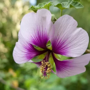 Lavatera maritima, Tree Mallow, Lavatera Bicolor, Lavatera maritima Bicolor, Lavatera 'Maritime', Malva Bicolor, Lavateras, Pink Flowers, Drought tolerant flowers