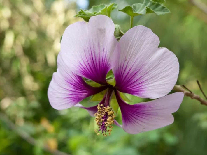 Lavatera maritima, Tree Mallow, Lavatera Bicolor, Lavatera maritima Bicolor, Lavatera 'Maritime', Malva Bicolor, Lavateras, Pink Flowers, Drought tolerant flowers