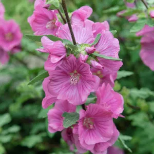 Lavatera × Clementii 'Rosea', Tree Mallow, Tree Mallow Rosea, Lavatera arborea 'Rosea', Lavatera Olbia 'Rosea', Lavatera Thuringiaca 'Rosea', Lavatera 'Rosea', Lavateras, Pink Flowers