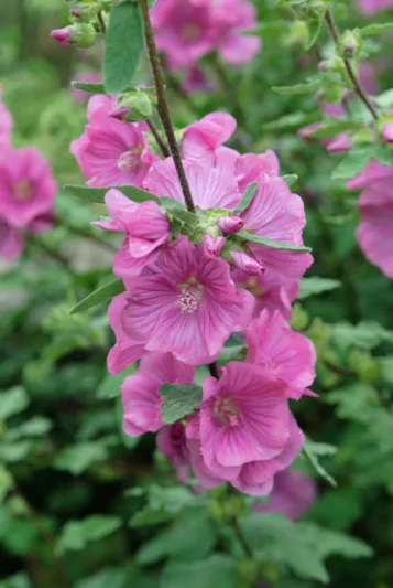 Lavatera × Clementii 'Rosea', Tree Mallow, Tree Mallow Rosea, Lavatera arborea 'Rosea', Lavatera Olbia 'Rosea', Lavatera Thuringiaca 'Rosea', Lavatera 'Rosea', Lavateras, Pink Flowers