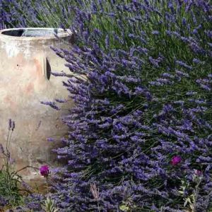 Lavender, English Lavender, Spanish lavender, French Lavender, Common lavender, True Lavender, Spike lavender, lavandula angustifolia, lavandula dentata, lavandula stoechas, lavandula x intermedia, lavandula latifolia