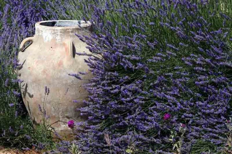 Lavender, English Lavender, Spanish lavender, French Lavender, Common lavender, True Lavender, Spike lavender, lavandula angustifolia, lavandula dentata, lavandula stoechas, lavandula x intermedia, lavandula latifolia